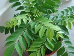curry leaf