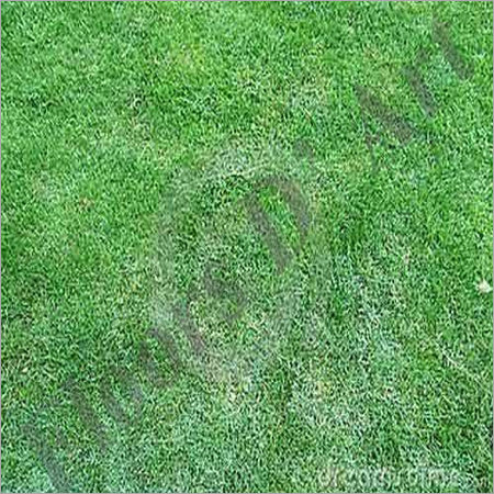 Out Door Ground Grass
