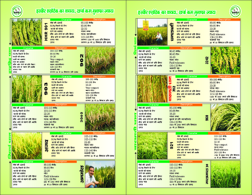 all kind of paddy