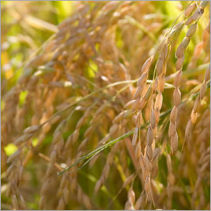 Raw Rice