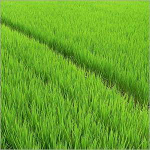 Green Paddy Rice