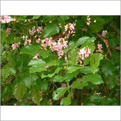 Traditional Beech Oil