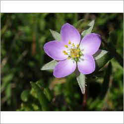 Valerian Essential Oil