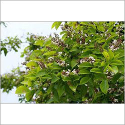 Ocimum Basilicum Essential Oil