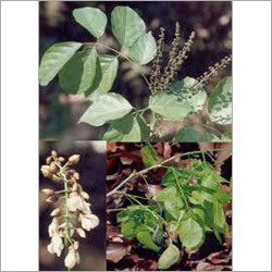 Creosote Oil