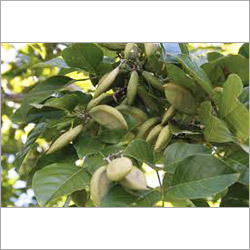 Karanja Karanja Manufacturer & Supplier, Vellore, India