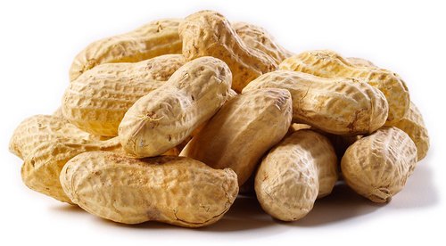 Groundnut