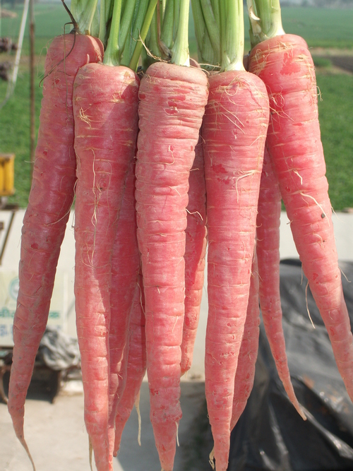 Fresh Carrot Seed