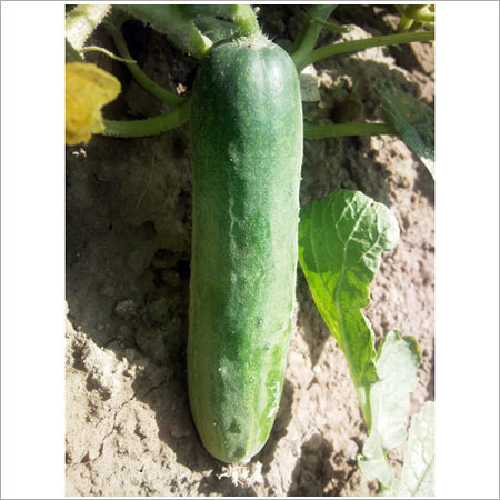 Cucumber Seed
