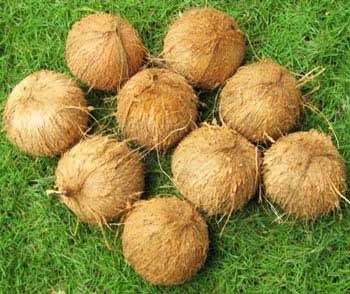 Fresh Coconut - Husked Brown, Variable Size | Fresh, Natural, Fragrant, Tasty, Pure, Customizable