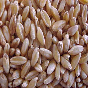 Polished Durum Wheat