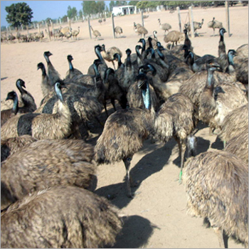 Emu Farm Birds