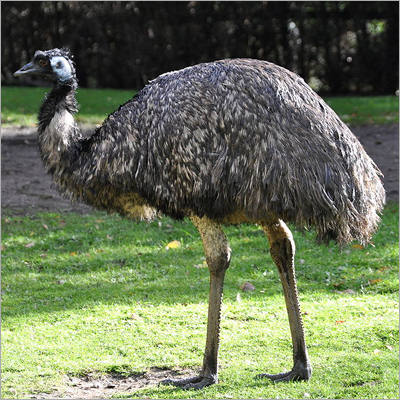 Emu Birds