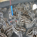 Emu Chicks - Gray And Black, Chick Age | Fast Growth, Disease Resistant, Hygienic Care