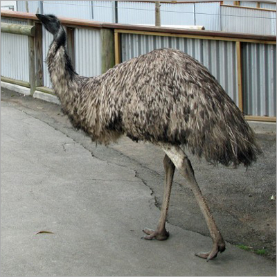 Live Emu Birds