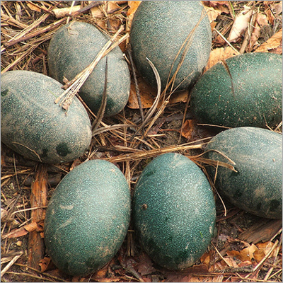 Emu Eggs