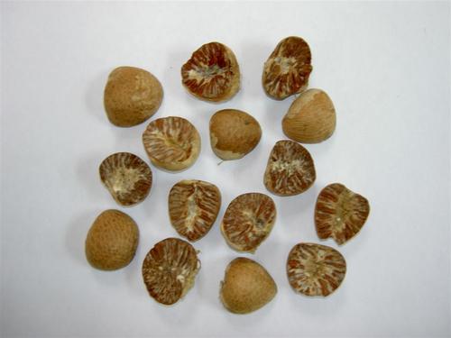 Betel Nut