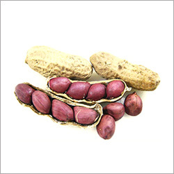 Dried Groundnut