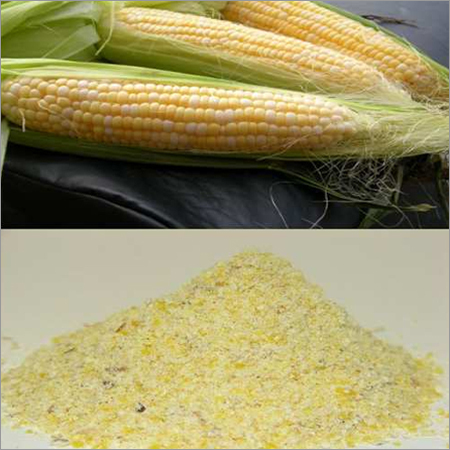 Maize & Maize Meal