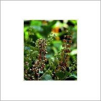 Tulsi Powder