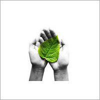 Tulsi Leaves