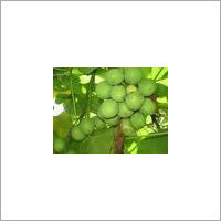 Physic Nut
