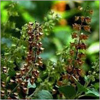 Tulsi