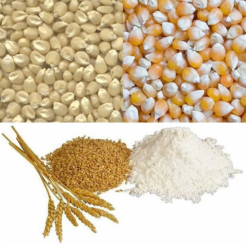 Corn White Maize Yellow MaizeWheat/Wheat Flour