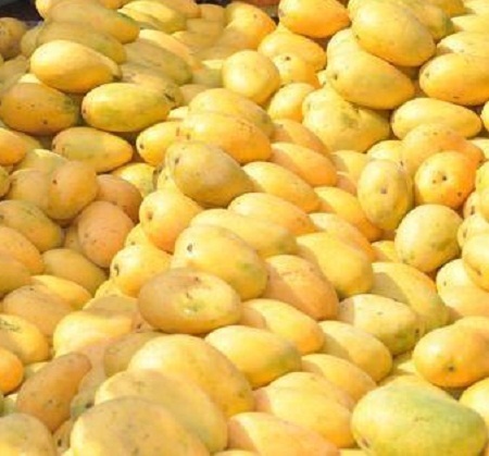 Mangoes & Its Products