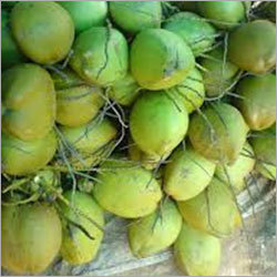 Young Coconut