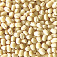 Urad Gota