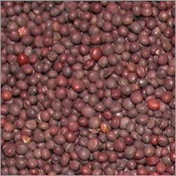 Rai Mustard Seed