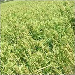Paddy Seeds