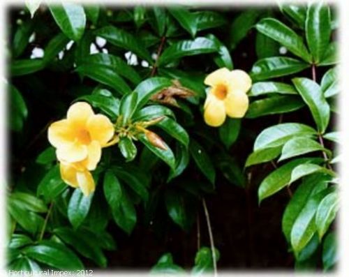 Allamanda Cathartica