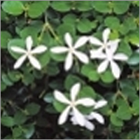 Carissa Macrocarpa