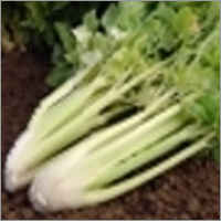 Apium Graveolens