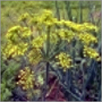 Anethum Graveolens Anethum Graveolens