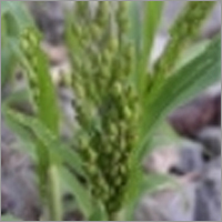 Panicum Miliaceum Panicum Miliaceum