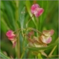 Dodonaea Viscosa Dodonaea Viscosa