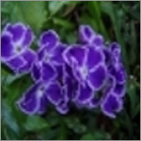 Duranta Erecta