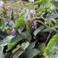 Canavalia Ensiformis