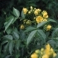 Cassia Occidentalis