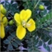 Cassia Auriculata