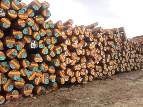 Burma Teak
