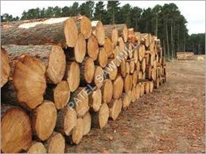 Pine wood