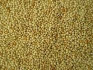 Common Green Bajra Pearl Millet