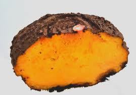 Elephant foot yam