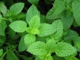 Mint leaves