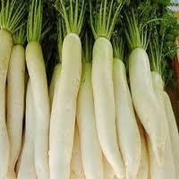 Radish