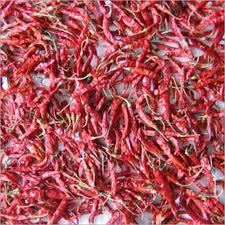Red chilli 341